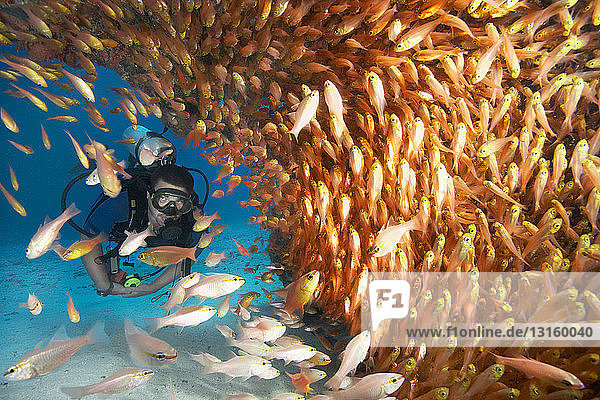 Männlicher Taucher in einem Schwarm Glasfische