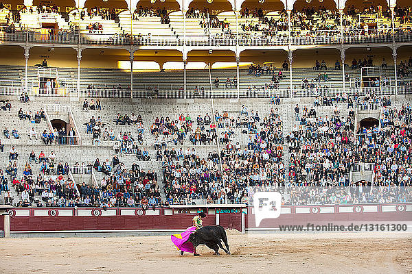 Stierkämpfer mit Stier in der Stierkampfarena Las Ventas mit Publikum  Madrid