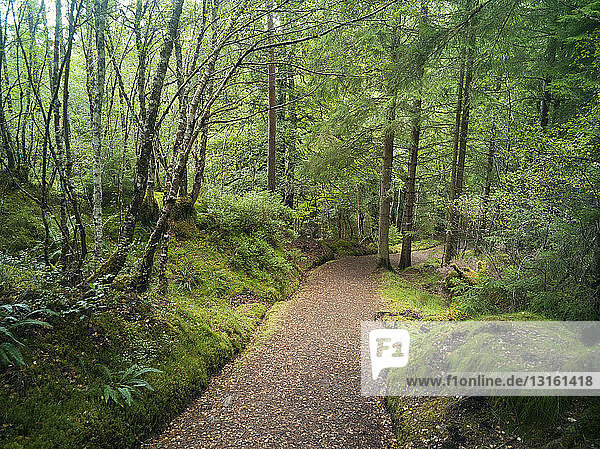 Path through trees  Highland  Scotland