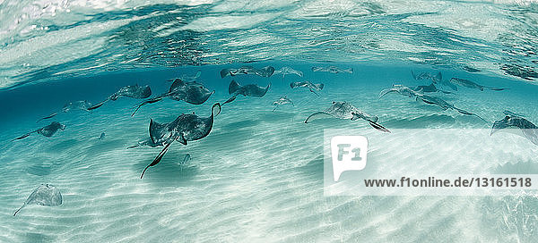 Rays swimming underwater