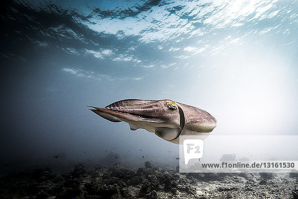 Über den Meeresboden schwimmende Breitmaul-Kuttelfische (Sepia latimanus)  Lombok  Indonesien