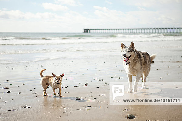 Chihuahua und Husky gemeinsam am Strand