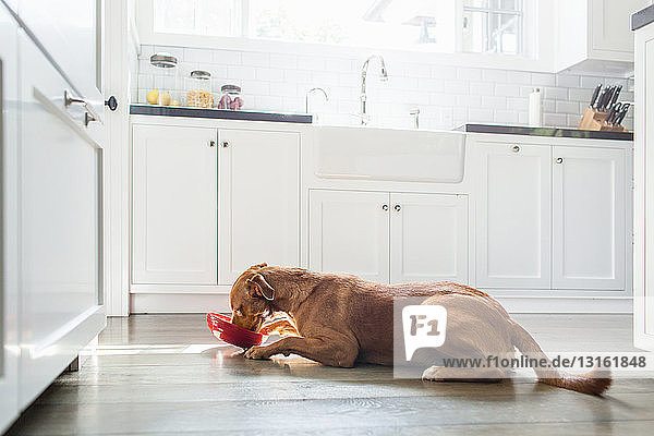 Seitenansicht eines braungebrannten Hundes  der in der Küche liegt und aus einem roten Napf isst