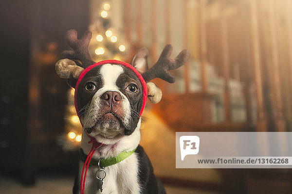 Boston terrier wearing festive antlers looking at camera