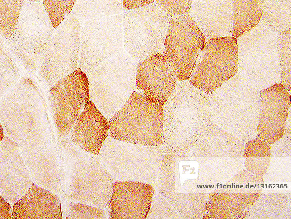 Anschnitt,Ausschnitt,Biologie,braun,Close-up,Detail