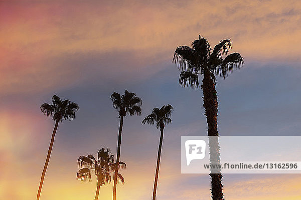 Scherenschnittpalmen bei Sonnenuntergang  Palm Springs  Kalifornien  USA