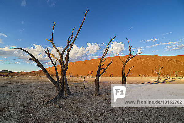 Tote Akazienbäume im Dead Vlei.Sossusvlei  Namibia