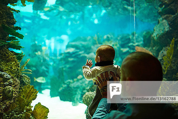 Vater und Sohn im Aquarium
