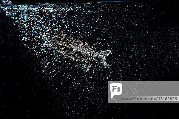 Unterwasser-Seitenansicht einer Alligator-Schnappschildkröte  das Maul ist offen und die hinteren Luftblasen