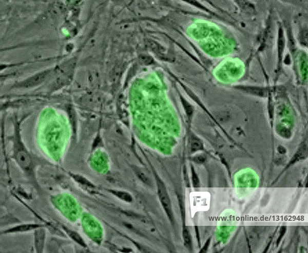 Light micrograph of mouse embryonic stem cells