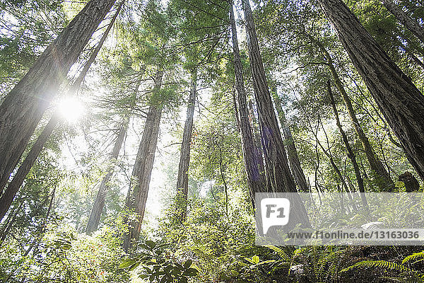 Rotholzbäume  Muir Woods  Kalifornien  USA