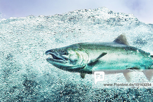 Underwater view of coho salmon (oncorhynchus kisutch) swimming in river Juneau Alaska USA