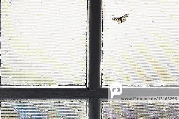 Moth on window