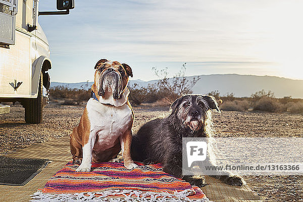 Portrait of two dogs on rug in trailer park