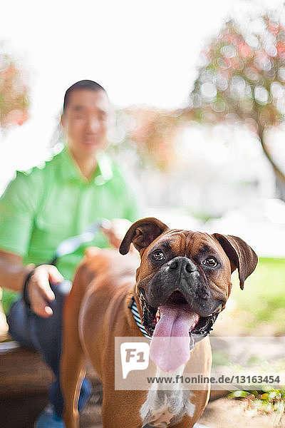 Mittelgroßer erwachsener Mann mit seinem Boxerhund im Park