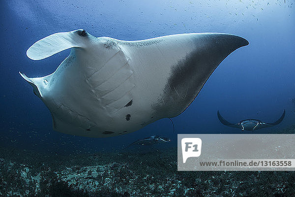 Giant mantas (manta birostris) congregate to be cleaned from parasites by small labrid fish  Cabo Catoche  Quintana Roo  Mexico