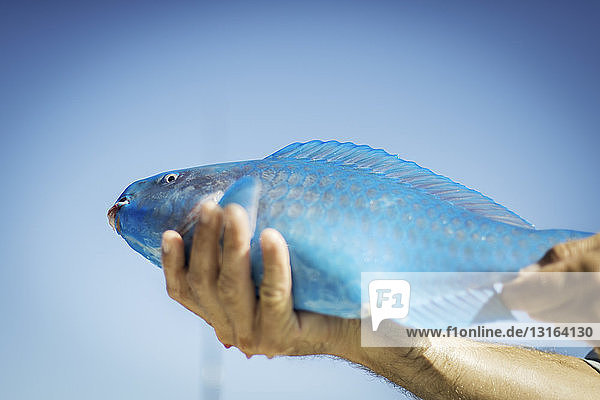 Männliche Hand hält türkisfarbenen Papageienfisch  Islamorada  Florida  USA