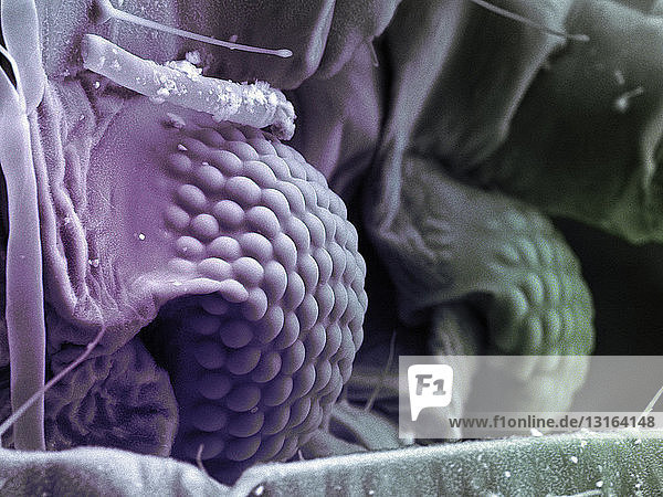 1,Anzahl,Ausschnitt,Biologie,Botanik,Close-up