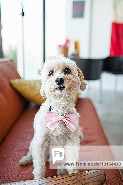 Porträt eines niedlichen Hundes mit rosa Schleife  der auf einem Wohnzimmersofa sitzt