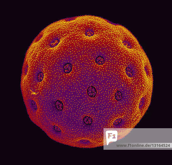 SEM von Amaranthus-Pollen.