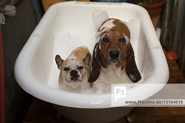 Basset-Hund und französische Bulldogge in Badewanne mit Seifenlauge bedeckt und in die Kamera blickend