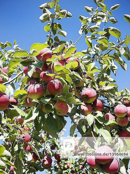 Apfelbaum mit Früchten