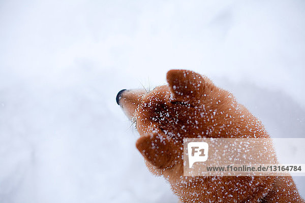 Shiba inu Hund im Schnee  Nahaufnahme des Kopfes