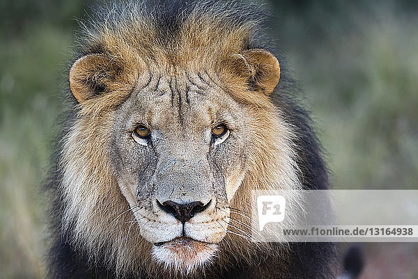 Nahaufnahme eines männlichen Löwen (Panthera leo)