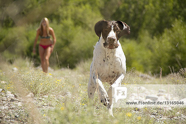 Hund rennt vor mittelgroßen erwachsenen Frauen im Bikini  Jackson Hole  Wyoming  USA