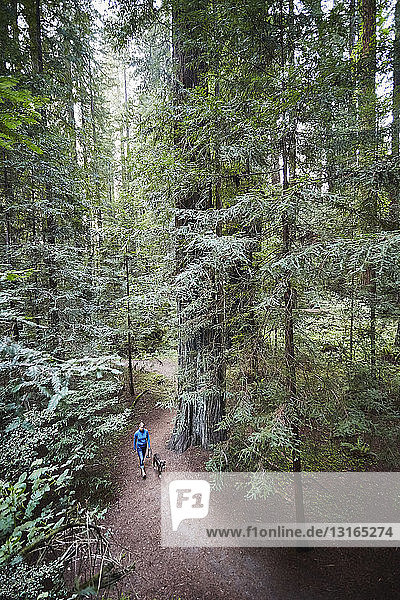 Woman walking dog  Humboldt Redwoods State Park  California  USA