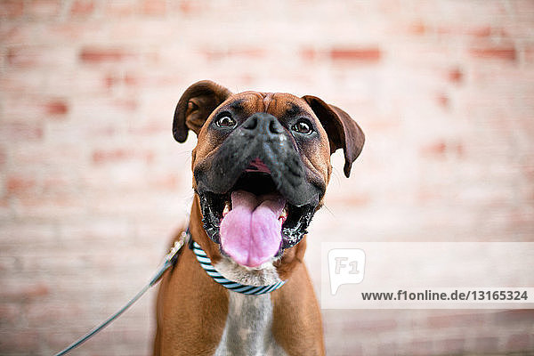 Nahaufnahme-Porträt eines niedlichen Boxerhundes