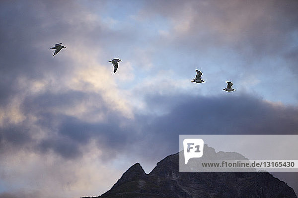 Four silhouetted birds flying over mountain Haines Alaska USA