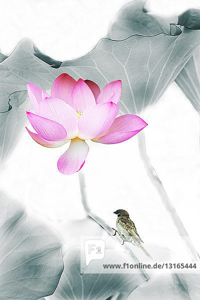 Rosa Lotusblume und Vogel