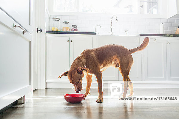 Seitenansicht eines braungebrannten Hundes  der in der Küche steht und aus einer roten Schüssel isst
