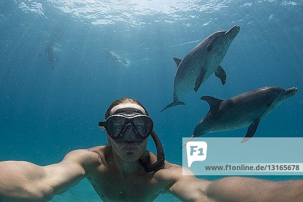Man free diving with Atlantic spotted dolphins  Bimini  Bahamas