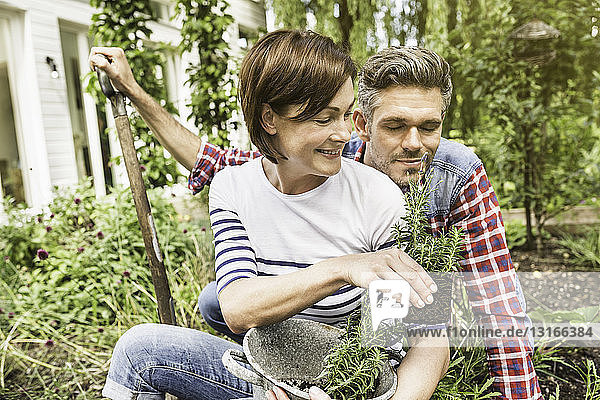 Ehepaar gärtnert Frau hält Pflanze