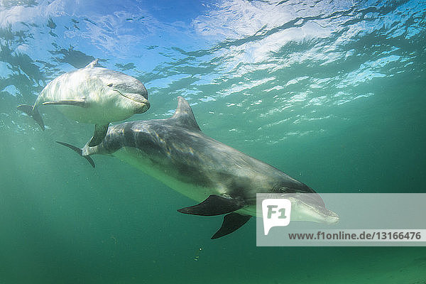 Bottlenose dolphins Inisheer Aran Islands Ireland