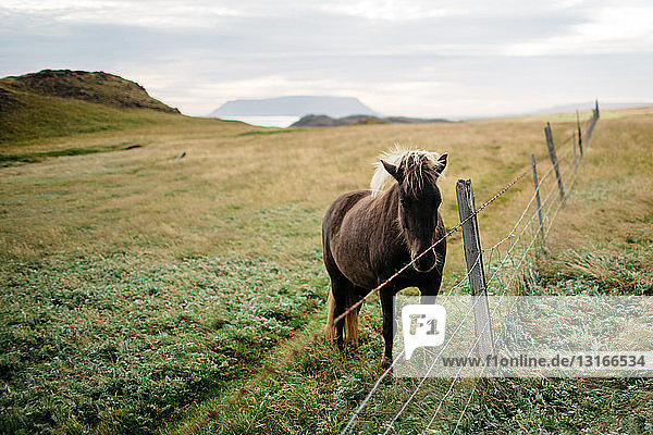 Pferd hinter einem Zaun in einer Feldlandschaft  Blick in die Kamera  Island