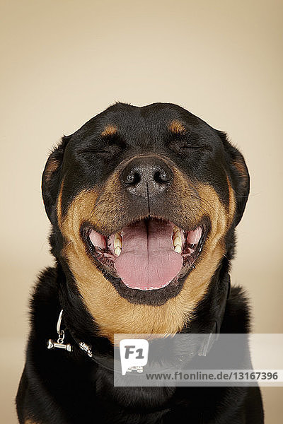 Nahaufnahme Studio-Porträt eines Rottweiler-Hundes mit geschlossenen Augen