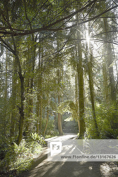 Sonnenbeschienener Wald und Feldweg  Puget Sound  Bundesstaat Washington  USA