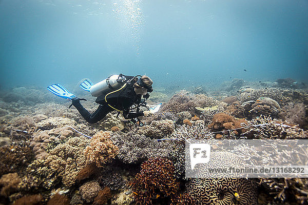 Ein Taucher führt eine wissenschaftliche Untersuchung an einem Korallenriff durch  Raja Ampat  West Papua  Indonesien
