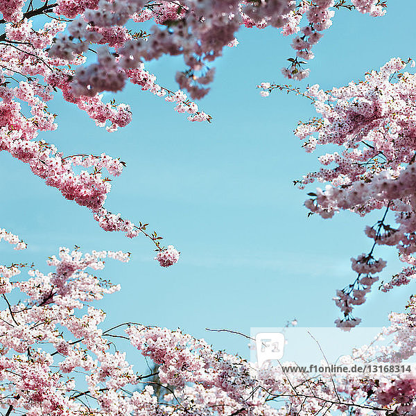 Rosa Kirschblüten vor blauem Himmel