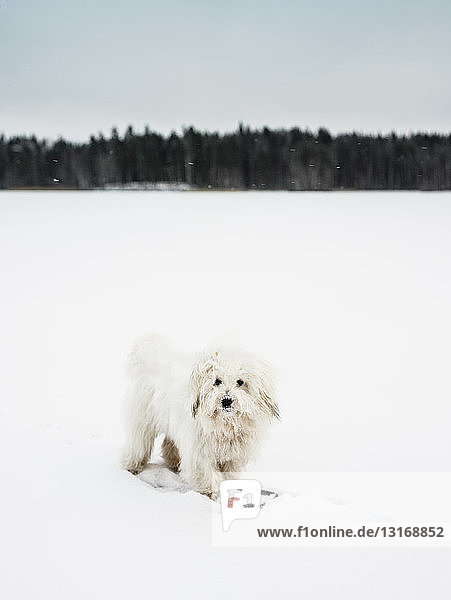 Porträt des Hundes coton de tulear in verschneiter Landschaft