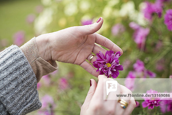 Nahaufnahme von Frauenhänden bei der Blumenpflege im Biogarten