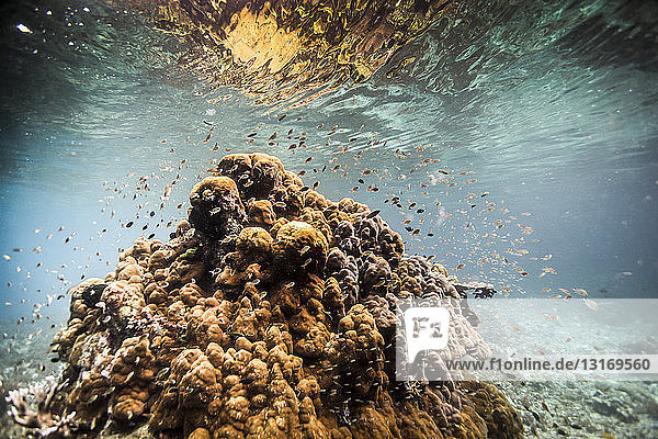 Von Fischen umgebenes Korallenmassiv direkt unter Wasser  Raja Ampat  West Papua  Indonesien