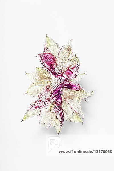 Studio shot of arranged flowers