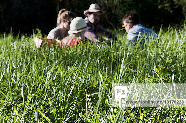 Gruppe von Freunden beim Picknick im hohen Gras