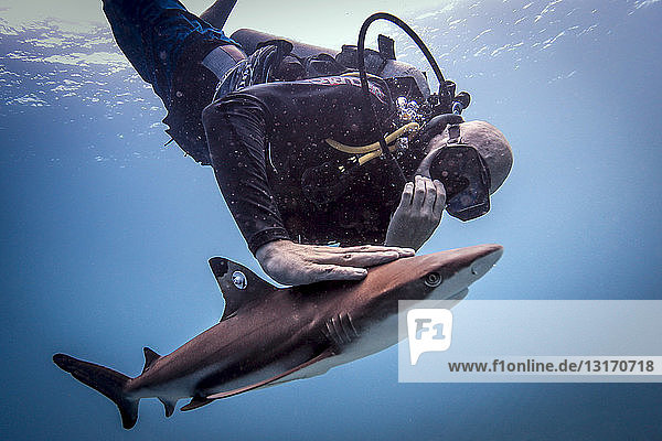 Diver releasing a tagged juvenile blacktip reef shark after it has been tagged   Lombok  Indonesia