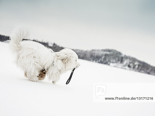 Coton de tulear Hund rennt in verschneiter Landschaft