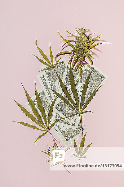 Cannabisblatt auf rosa Hintergrund. Konzept für illegalen Drogenmarkt